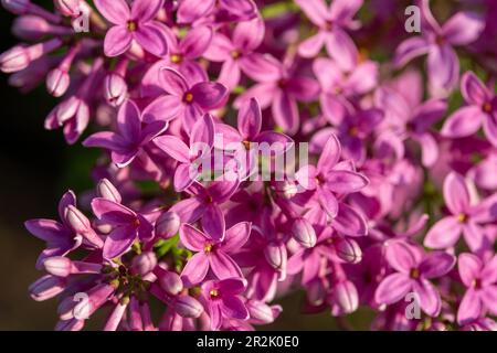 Makrotexturhintergrund blühender chinesischer Fliederblüten (syringa chinensis) in der Niederwinkelsonne Stockfoto