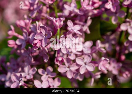 Makrotexturhintergrund blühender chinesischer Fliederblüten (syringa chinensis) in der Niederwinkelsonne Stockfoto