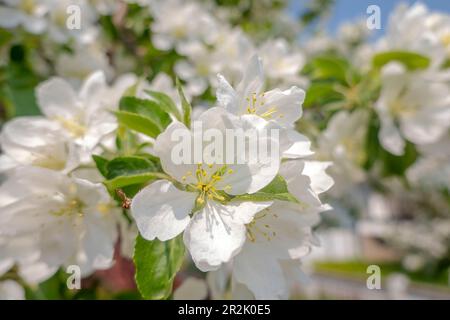 Aus nächster Nähe befindet sich ein Malus Evereste Blumenzwerg-Apfelbaum. Stockfoto