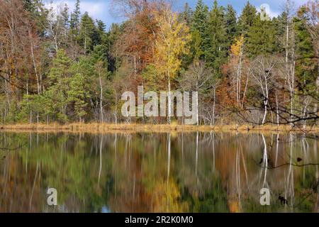 Naturschutzgebiet; Eggstätt-Hemhofer Seenplatte; Kesselsee, Herbstfarben Stockfoto