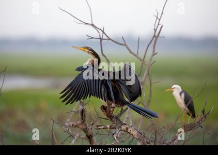 Australasischer Darter (Anhinga novaehollandiae, die auf einem Ast sitzt und weiße Vögel beobachtet Stockfoto