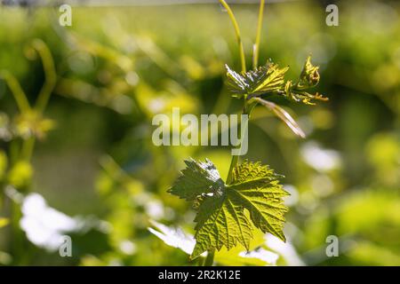 Edle Weinrebe, Vitis vinifera subsp. Vinifera, Ranke mit Weinblättern Stockfoto