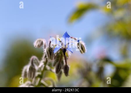 Borretsch, Borago officinalis, Blume Stockfoto