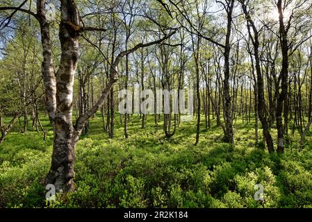 Karpaten-Birkenwald am Rande des Roten Moors, Biosphärenreservat Rhön, Hessen, Deutschland. Stockfoto