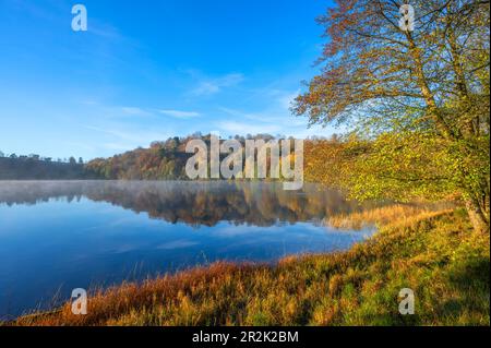 Morgennebel bei den Weinfelder Maar, Totenmaar, Daun, Dauner Maare, Eifel, Rheinland-Pfalz, Deutschland Stockfoto
