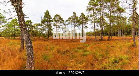 Heidekraut (Calluna vulgaris), Glockenheide (Erica tetralix) und Kiefern (Pinus), Wurzacher Ried, Bad Wurzach, Oberschwaben, Baden-Württemberg, Keim Stockfoto