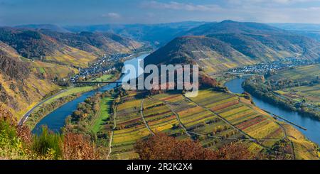 Moselschleife bei Bremm im Herbst, Rheinland-Pfalz, Deutschland, Europa Stockfoto