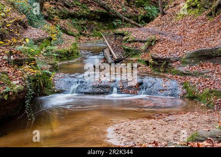 Die Bitterbachschlucht im Herbst, Lauf an der Pegnitz, Mittelfranken, Franken, Bayern, Deutschland, Europa Stockfoto