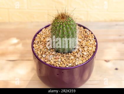 Echinopsis spachiana goldener Fackelkaktus in einem violetten Keramiktopf Stockfoto