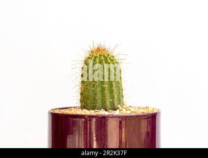 Echinopsis spachiana goldene Säulenkaktus in einem Topf auf isoliertem weissen Hintergrund Stockfoto