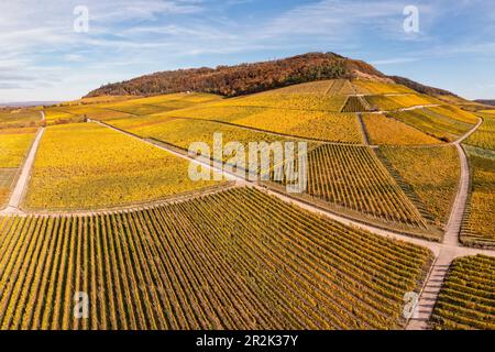 Herbst in den Weinbergen Schwanberg, Rödelsee, Kitzingen, Unterfranken, Franken, Bayern, Deutschland Stockfoto