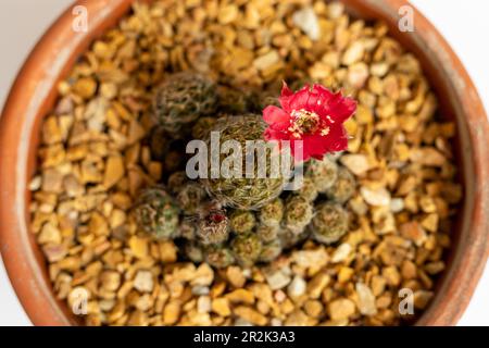 Wunderschöne Blume eines Rebutia-Kaktus im Frühsommer. Selektiver Fokus Stockfoto