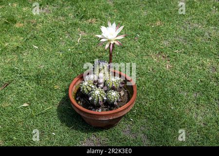 Echinopsis Subdenudata Kaktuspflanze im Garten Stockfoto