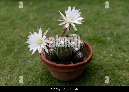 Schöne Blüten von Echinopsis subdenudata cactus. Selektiver Fokus Stockfoto