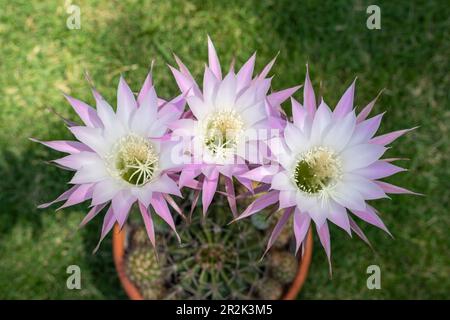 Wunderschöne Blumen von echinopsis Hybrid-Kaktus-Nahaufnahme Stockfoto