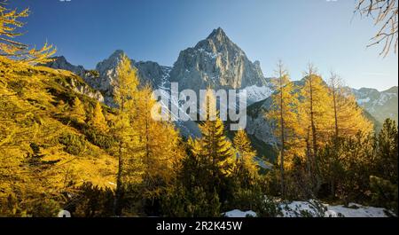 Gelbe Lärchen vor dem Torstein, Dachsteinmassiv, Salzburg, Österreich Stockfoto