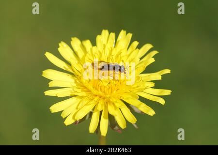 Großaugenfliege Melanostoma scalare, Familienschwanzfliege (Syrphidae) auf der Blume von Taraxacum officinale, dem Löwenzahn, Stockfoto