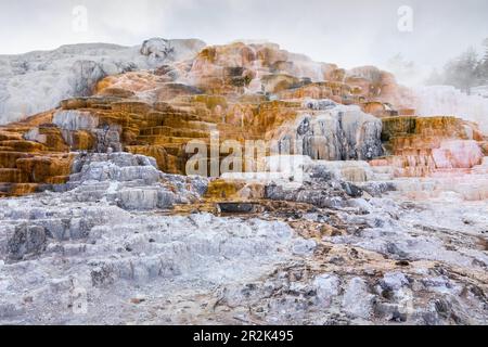 Terrassen von Mammoth Hot Spring von Kalziumkarbonat durch Rauch aus dem heißen Wasser bedeckt, Yellowstone National Park, Wyoming, USA. Stockfoto