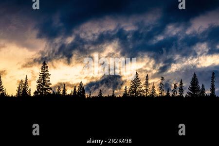 Silhouetten-Kiefernwald mit dramatisch bewölktem Sonnenuntergangshimmel in der Dämmerung. Stockfoto