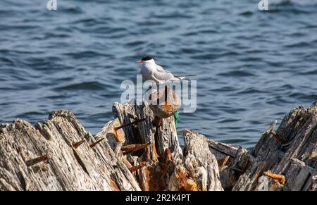 Sterna hirundo sitzt auf einem alten verrottenden Schiffswrack am Kalarand-Ufer in Tallinn, Estland Stockfoto