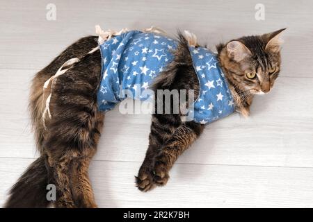 Die Katze liegt nach der Operation zu Hause. Kranke Katze mit postoperativem Verband. PET Care nach Kavitäroperation. Schläfrige Feline mit Genesungsmedizin Stockfoto