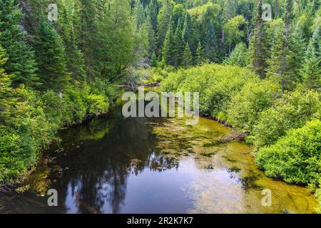 Algonquin Provincial Park, Madawaska River Stockfoto