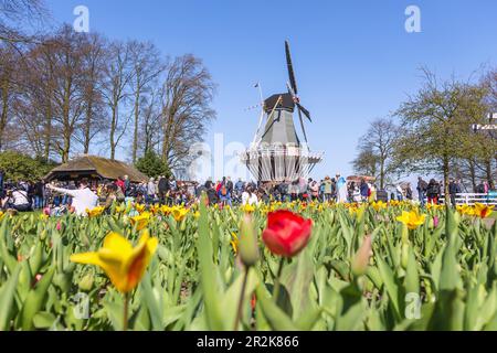 Keukenhof, Tulpenschau, Gärten, Windmühle Stockfoto