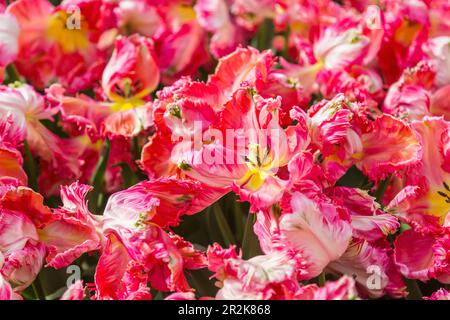 Keukenhof, Tulip Show, Tulipa Apricot Parrot, Groot-Vriend BV Stockfoto