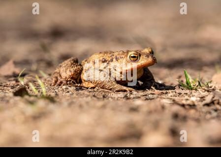 Nahaufnahme einer gewöhnlichen Kröte oder einer europäischen Kröte (Bufo bufo), einem Frosch, der fast überall in Europa zu finden ist und getarnt auf einem Waldweg liegt Stockfoto