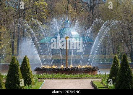 PETRODVORETS, RUSSLAND - 11. MAI 2023: Blick auf den Sonnenbrunnen an einem sonnigen Maitag. Unterer Park des Palastkomplexes Peterhof Stockfoto