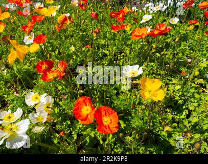 Farbenfrohe Blumen in Einem Gartenbett Stockfoto