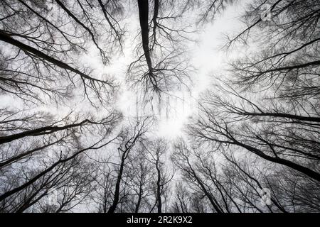 Blick in winterliche Laubbäume, Deutschland, Hessen Stockfoto