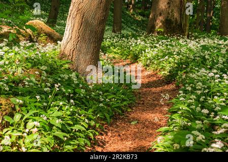 Nahaufnahme eines malerischen Wanderwegs, gesäumt von Baumstämmen und blühendem Knoblauch (Allium ursinum) in einem grünen Frühlingswald, Ith, Deutschland Stockfoto