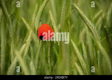 Nahaufnahme einer einzelnen roten Mohnblume (Papaver rhoeas), umgeben von Gerstenohren in einem Getreidefeld Stockfoto