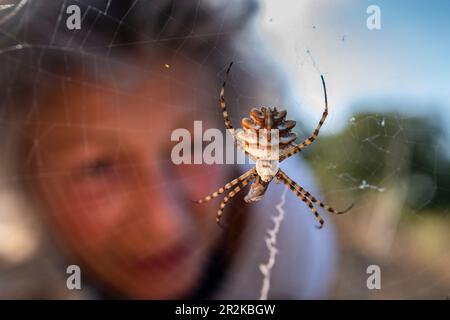 Spinne Argyope Lobata im Spinnennetz beobachtet Wanderer die Wespenspinne, Stockfoto