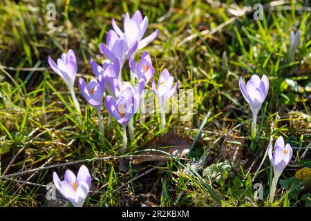 Blühende Krokusse im Gras, Krokus Stockfoto