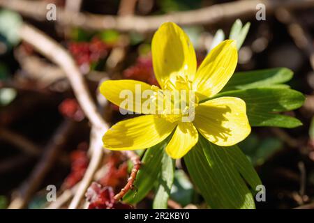 Blühender Winterling, Eranthis hyemalis Stockfoto