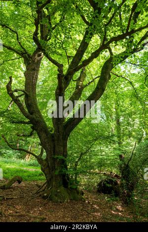 Schöner alter Buchenbaum (Fagus) mit verdrehten Zweigen in einem üppigen grünen Wald im Spätherbst, Bärenstein, Teutoburger Wald, Deutschland Stockfoto