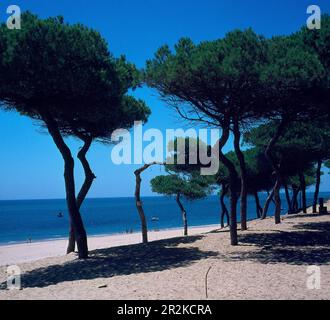 PLAYA - FOTO AÑOS 60. Lage: AUSSEN. ROMPIDO EL. Huelva. SPANIEN. Stockfoto