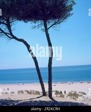 PLAYA - FOTO AÑOS 60. Lage: AUSSEN. ROMPIDO EL. Huelva. SPANIEN. Stockfoto