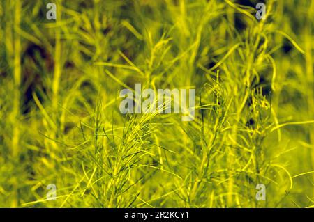 Nahaufnahme von Fenchel (Foeniculum vulgare) grünen Blättern, Nadelblattpflanze Stockfoto