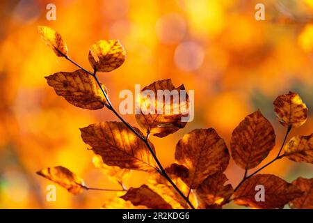 Herbstfarben von Blättern auf einem Zweig, der zwischen Sonne und Schatten wechselt, Lamstedt, Niedersachsen, Deutschland Stockfoto