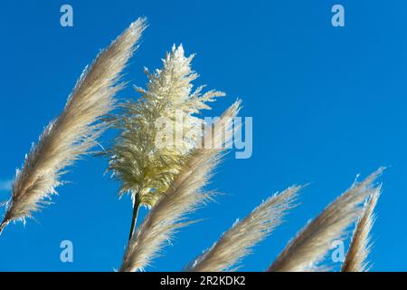 Schilfgras glüht in der Sonne gegen einen blauen Himmel, Blenheim, Neuseeland Stockfoto
