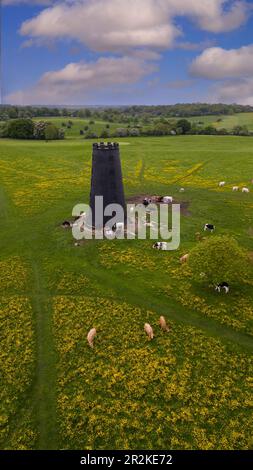 Beverley Westwood, Beverley UK Stockfoto