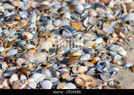 Muscheln am Strand in den Niederlanden, Renesse, Zeeland Stockfoto