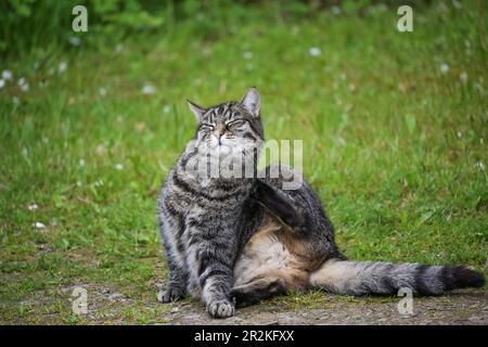 Lustige Tabby-Katze mit dickem Fell sitzt im Garten vor dem Rasen und kratzt sich selbst mit der hinteren Pfote hinter dem Ohr, Haustier und Tierhaar Stockfoto