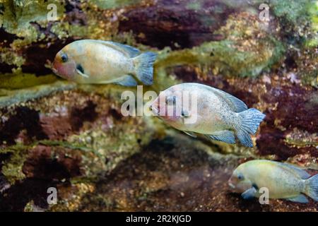 Drei tropische Fische schwimmen zusammen in der gleichen Richtung auf einem unscharfen Korallenhintergrund. Stockfoto