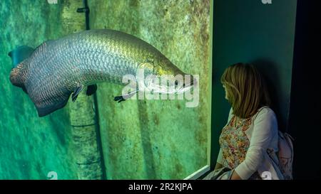 Riesiger Welse silurus im Aquarium, der eine Touristin ansieht, die ihn ansieht und seine Größe bewundert. Stockfoto