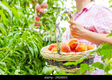 Bauernfrau pflückt reife Pfirsiche reife Pfirsiche vom Baum in einen Korb im Garten Stockfoto