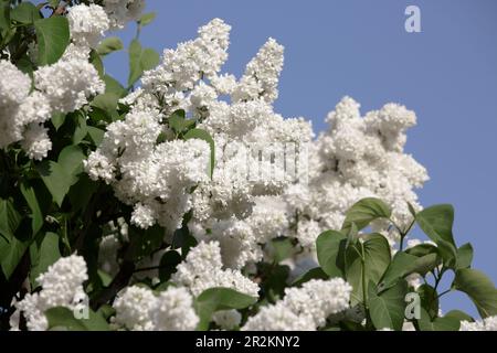 Busch von weißem Flieder. Wunderschöne weiße Blumen auf blauem Himmelshintergrund. Zweig flieder Zweige. Weiße Flieder blühen mit wunderschönen Blumen Stockfoto